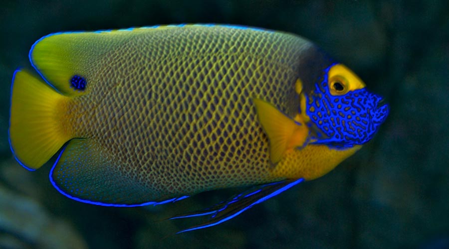 Blueface Angelfish / Pomacanthus xanthometopon