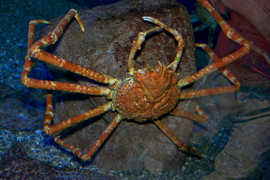 Large spider crab