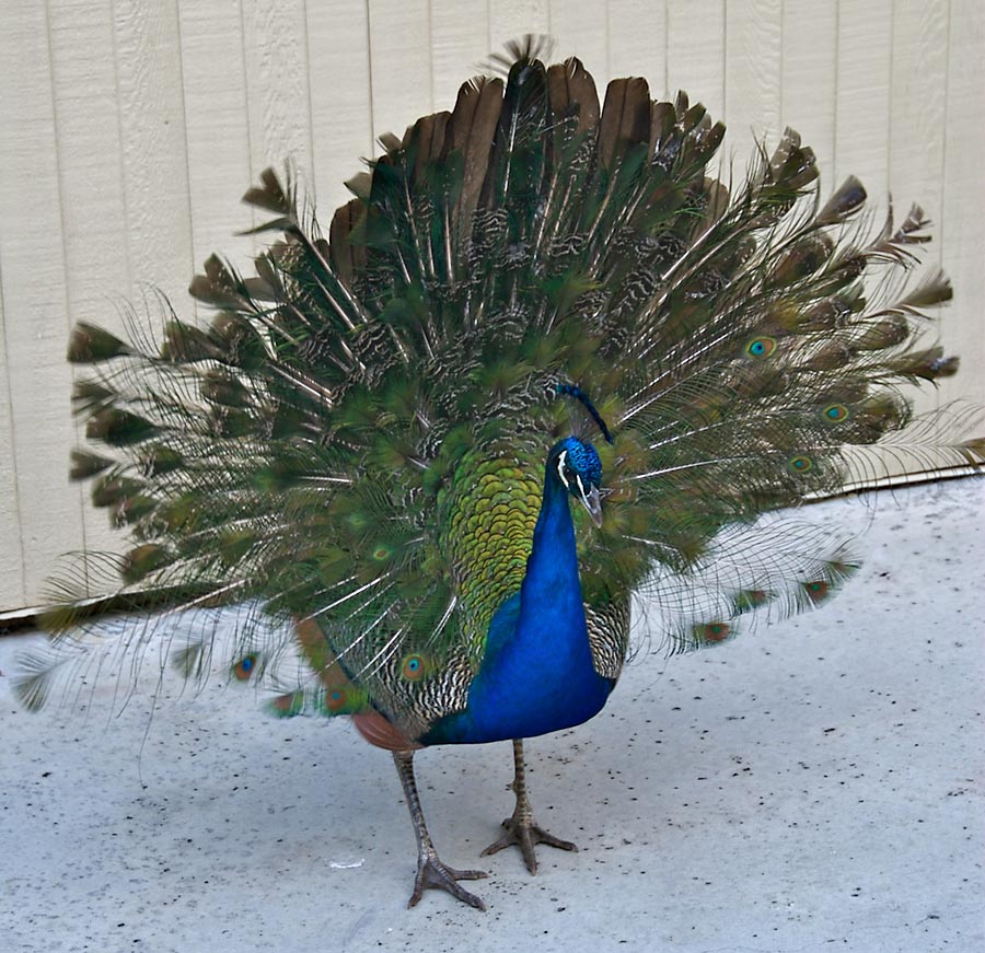 Juvenile Peacock displaying