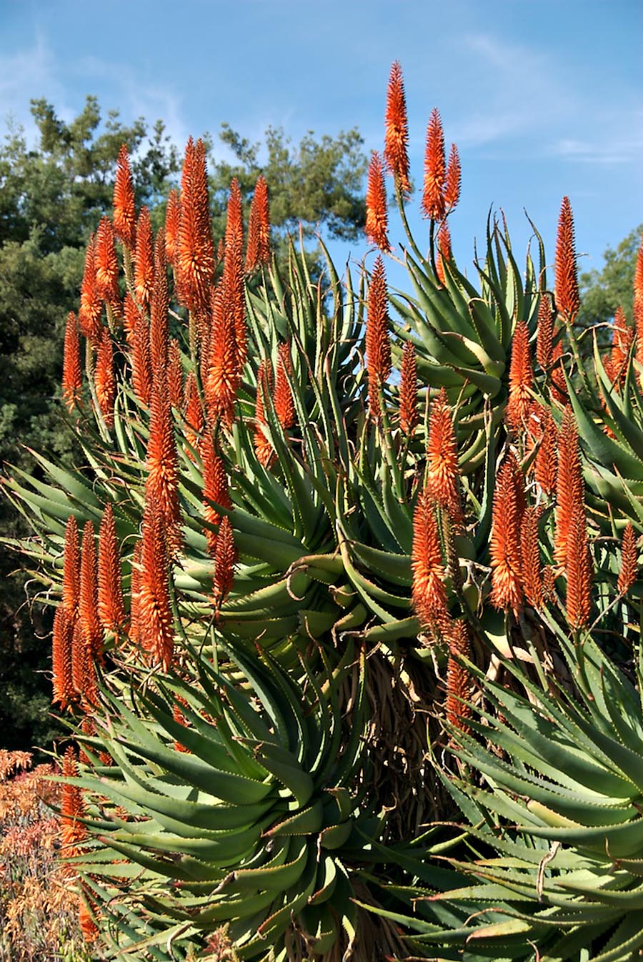 Aloe (South African)