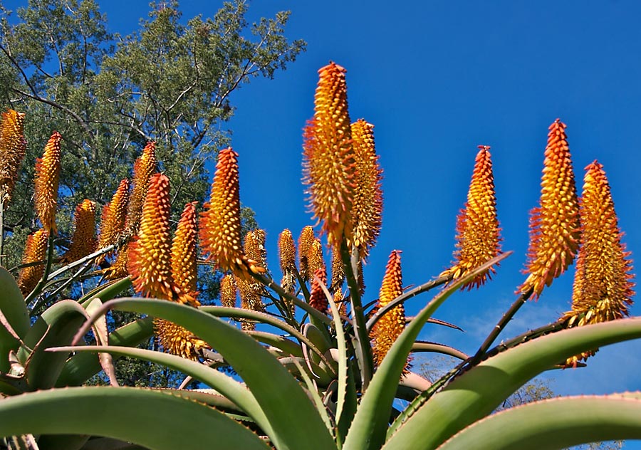 Aloe (South African)