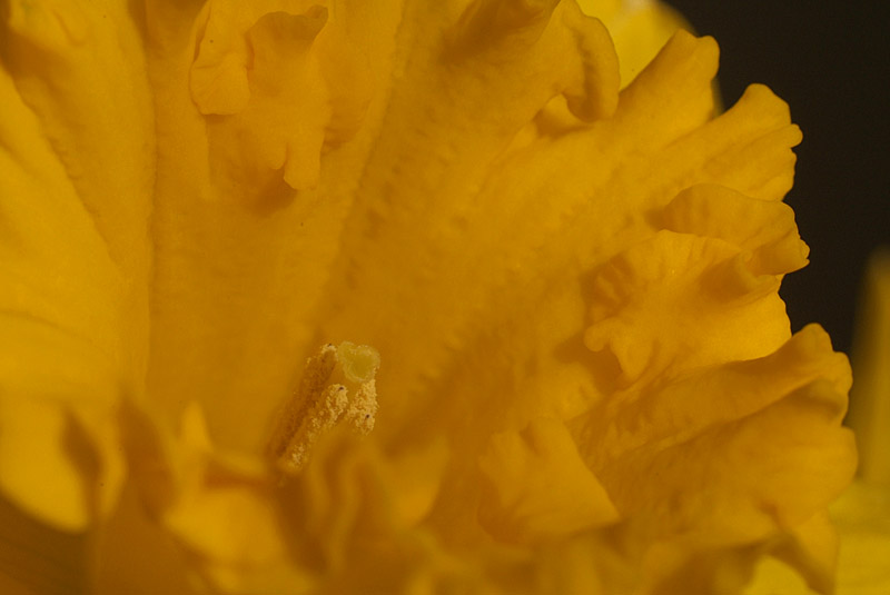 Daffodils in March 14