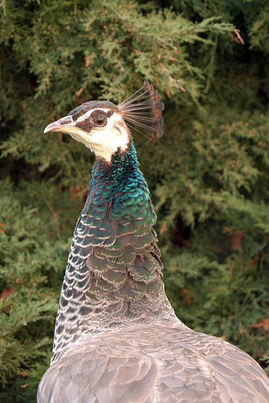 Peacocks in Prague 08