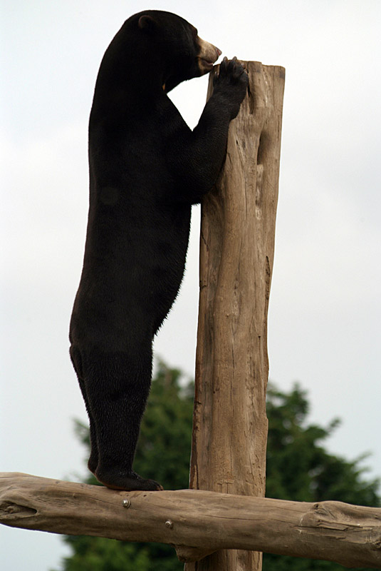 Malayan Sun Bear 02