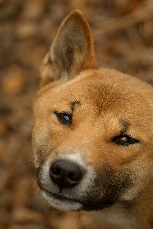 New Guinea Singing Dog