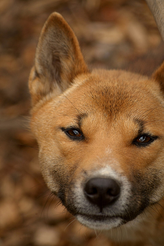 New Guinea Singing Dog 02