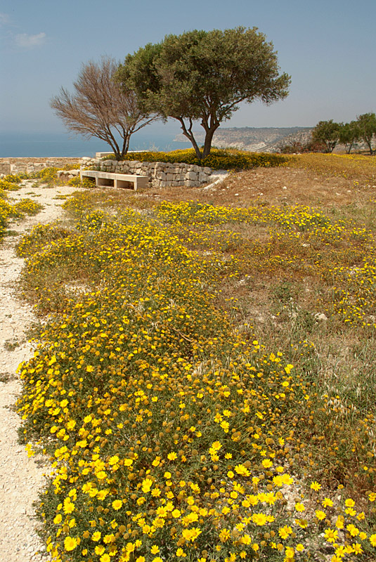 Yellow Flowers at Kourion