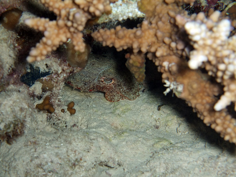 Baby Cuttlefish Hiding under Hard Coral
