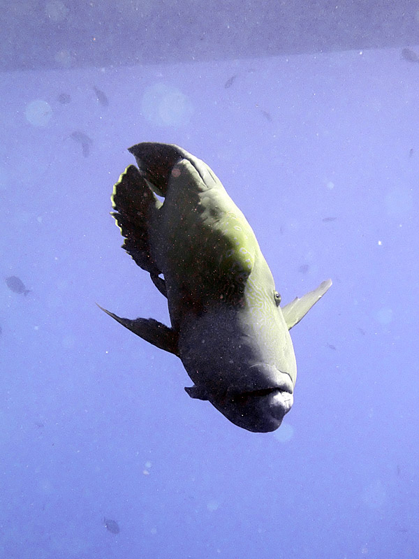 Napoleon Wrasse under Boat - Cheilinus Undulatus