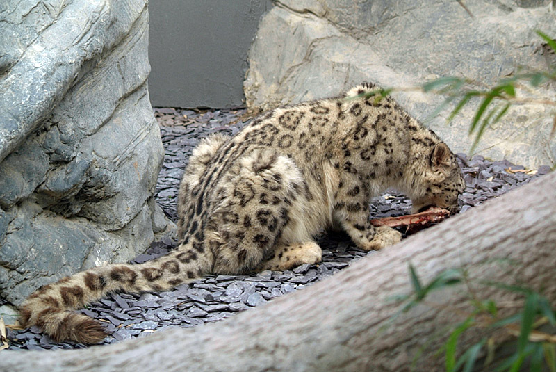 Snow Leopard Eating 03