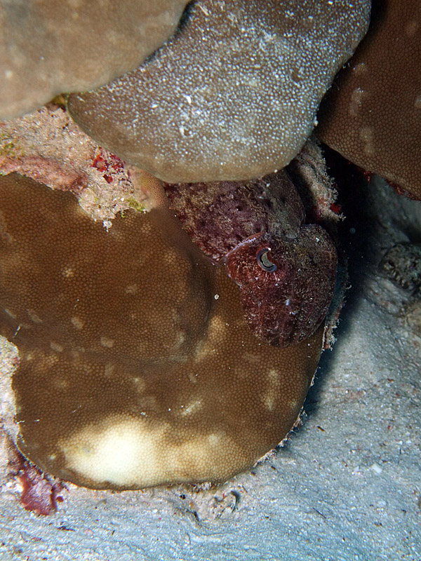 Small Cuttlefish on Hard Coral