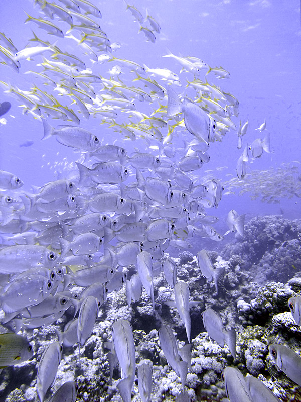 Schools of Bigeye and Yellowfin Goatfish