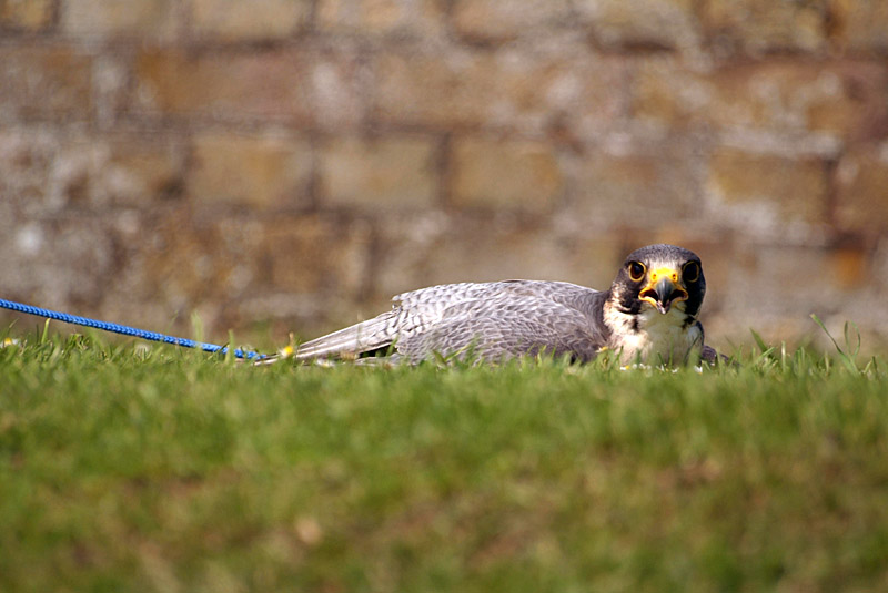 Peregrine Falcon Lying on Grass - Falco Peregrinus