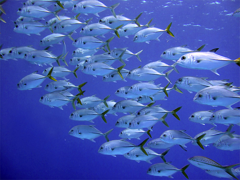 School of Yellow Tail Jacks