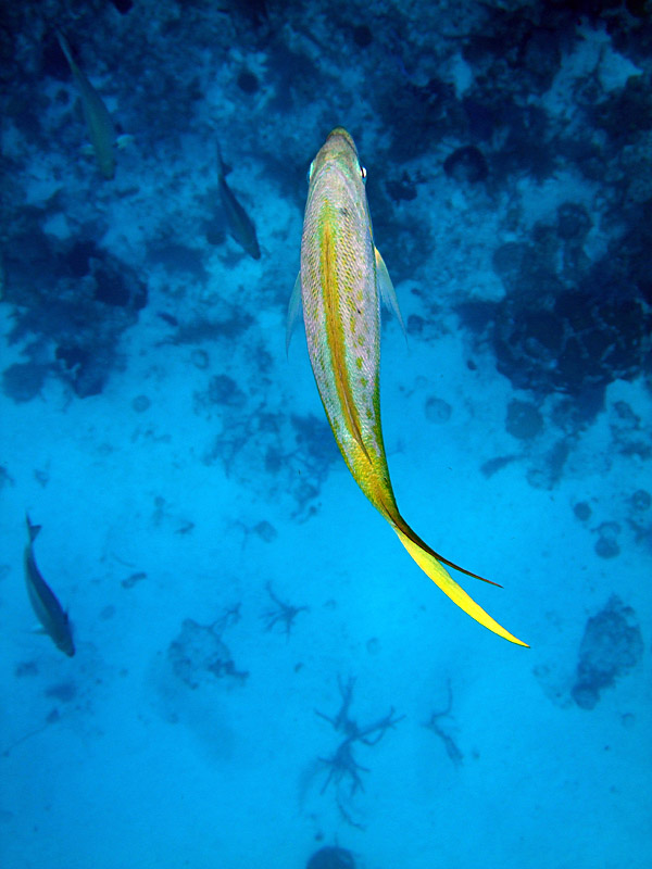 Yellow Tailed Snapper From Above