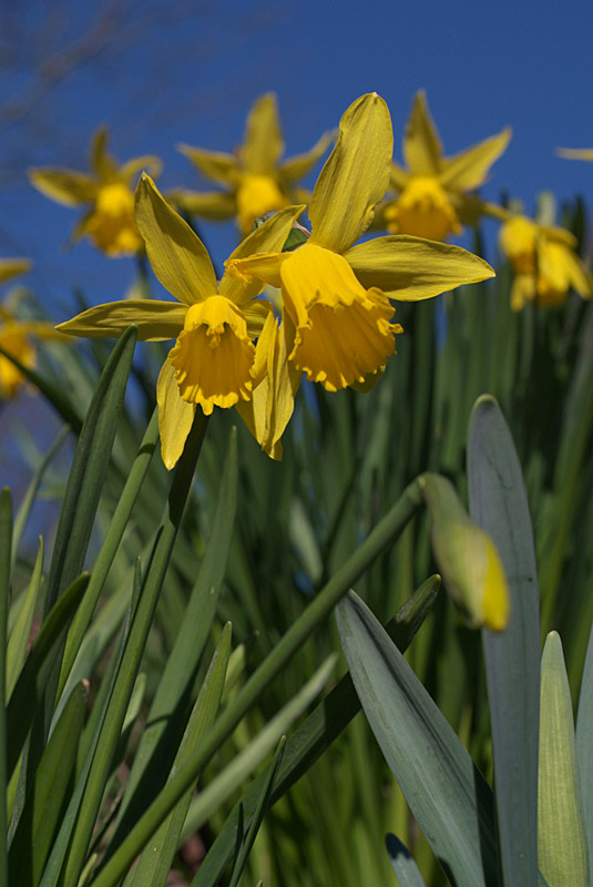 Daffodils in Spring 05