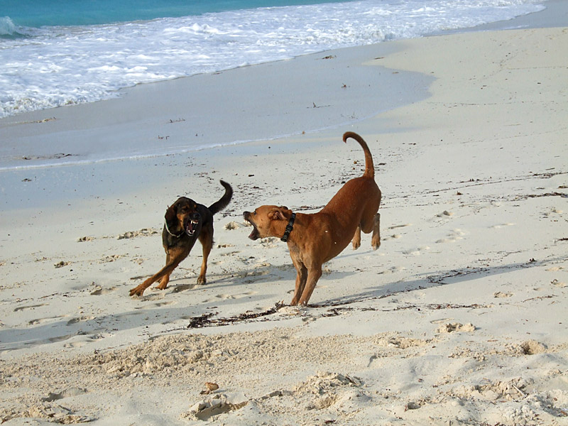 Walking the Dog Grace Bay Beach 06