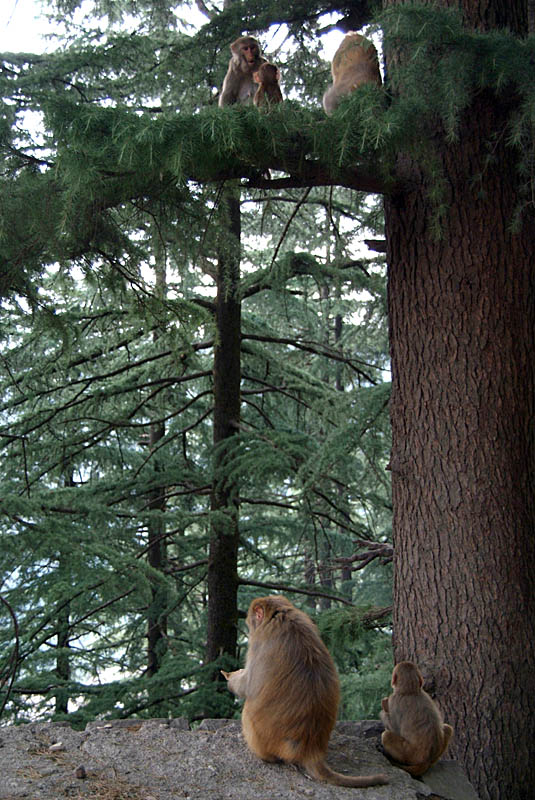 Rhesus Macaques in a Tree 03