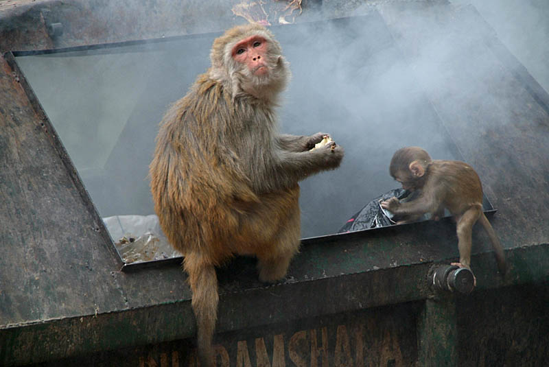 Scavanging Monkeys 05