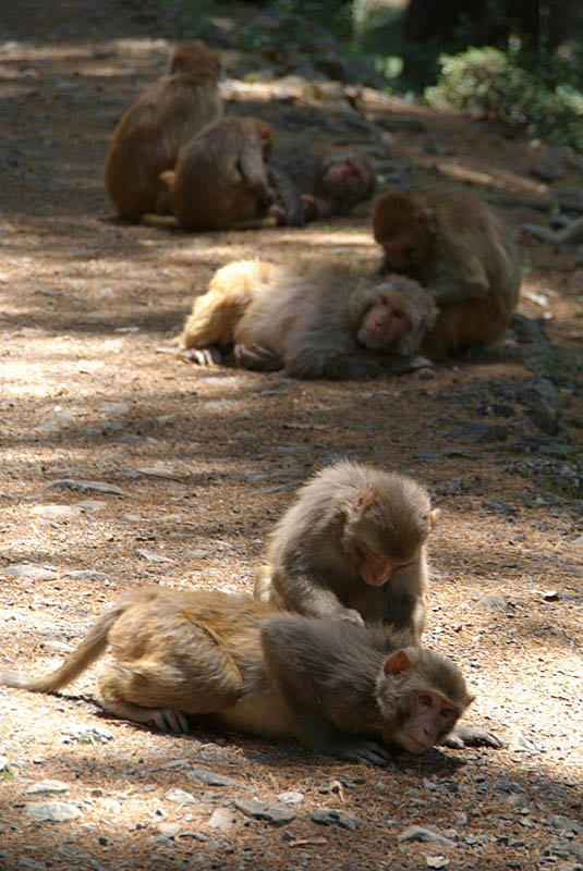 Rhesus Macaques Grooming on Path 03