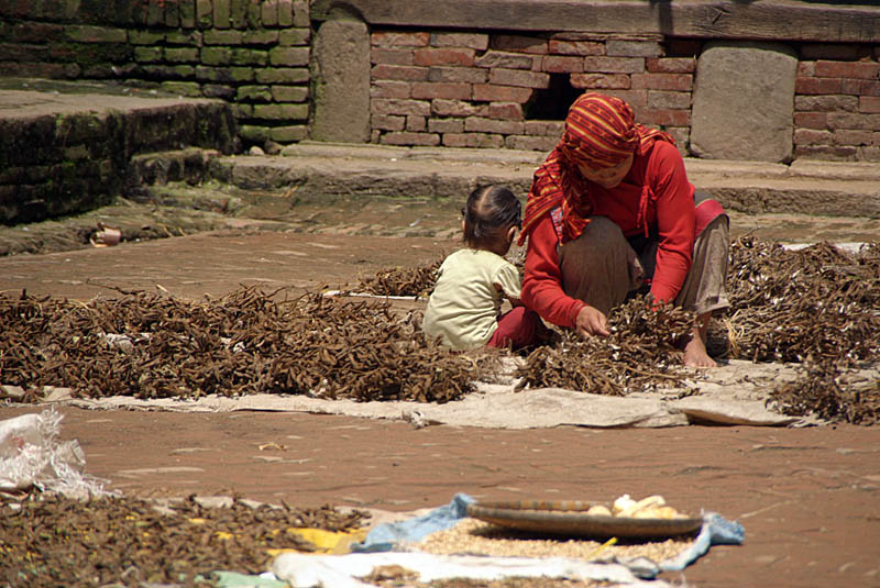 Drying Peas Bhaktapur