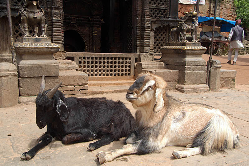 Goats Outside Shrine