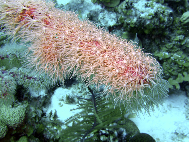 Feeding Finger of Coral