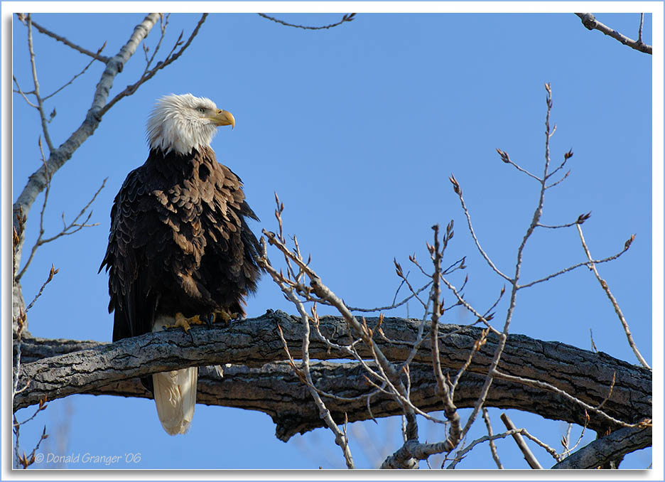 Eagle-Nest_D2X_4411.jpg