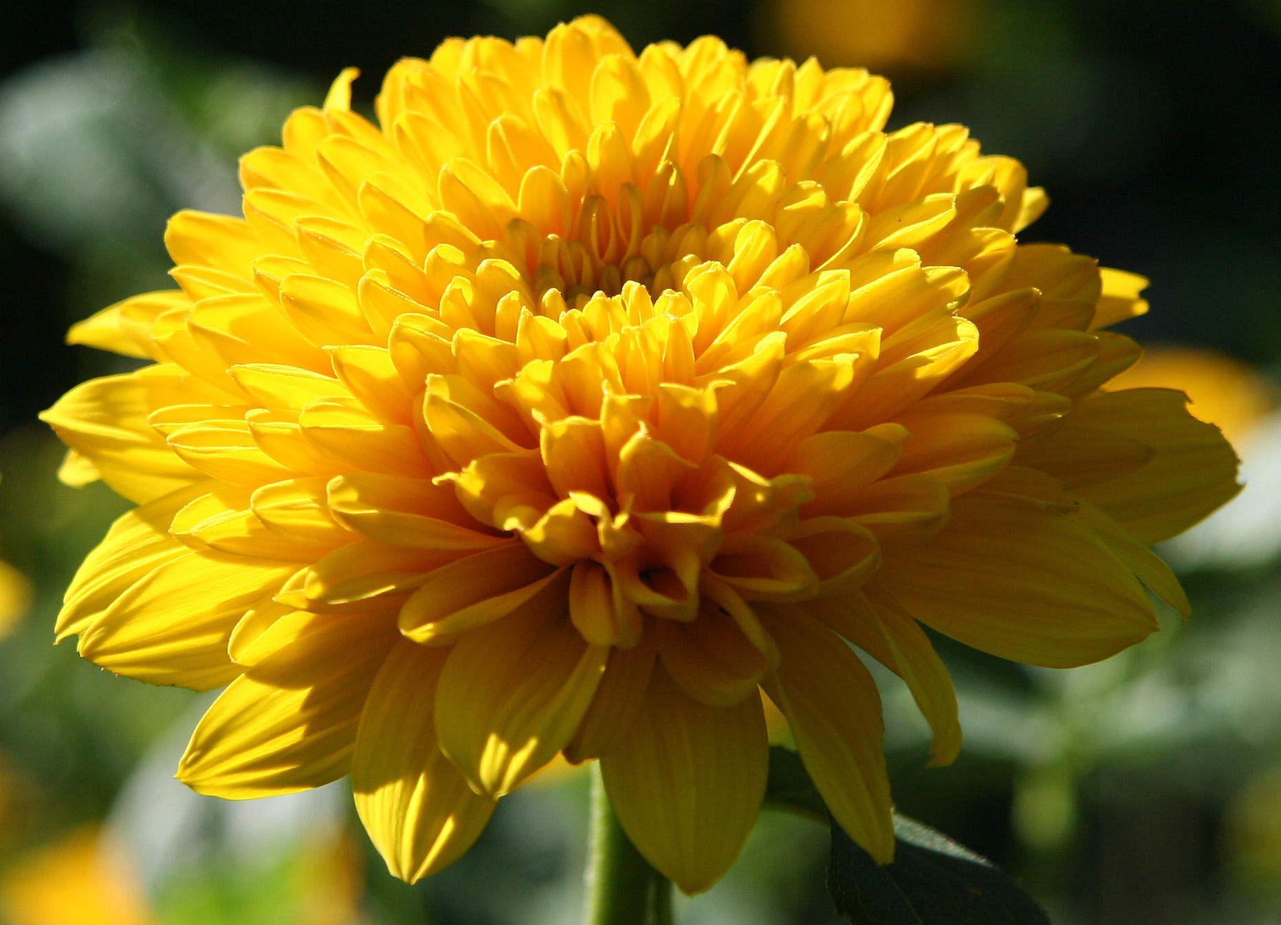 Yellow Dahlia - Home Gardens