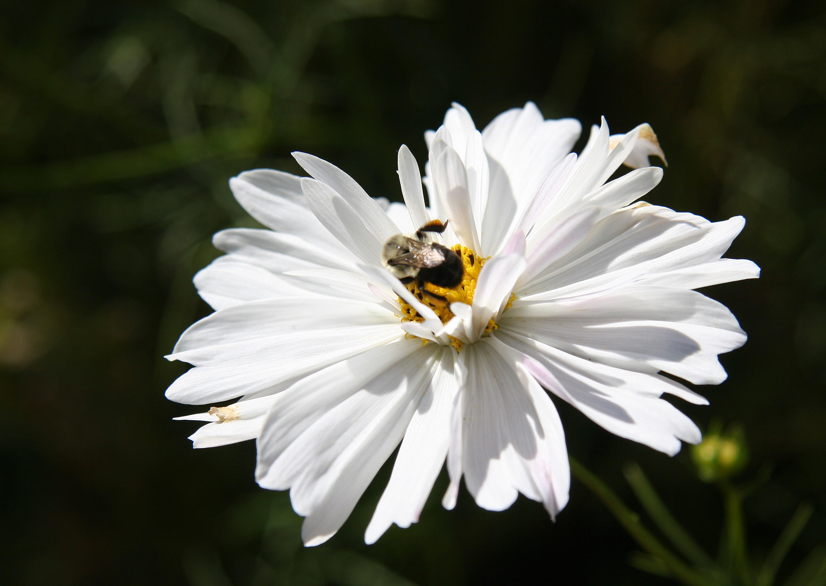 Aster - Home Gardens