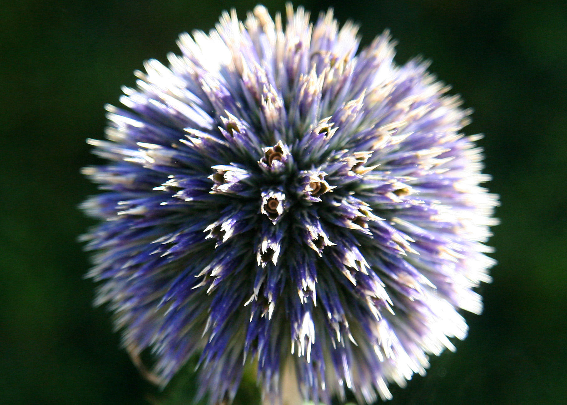 Thistle Blossom - Home Gardens