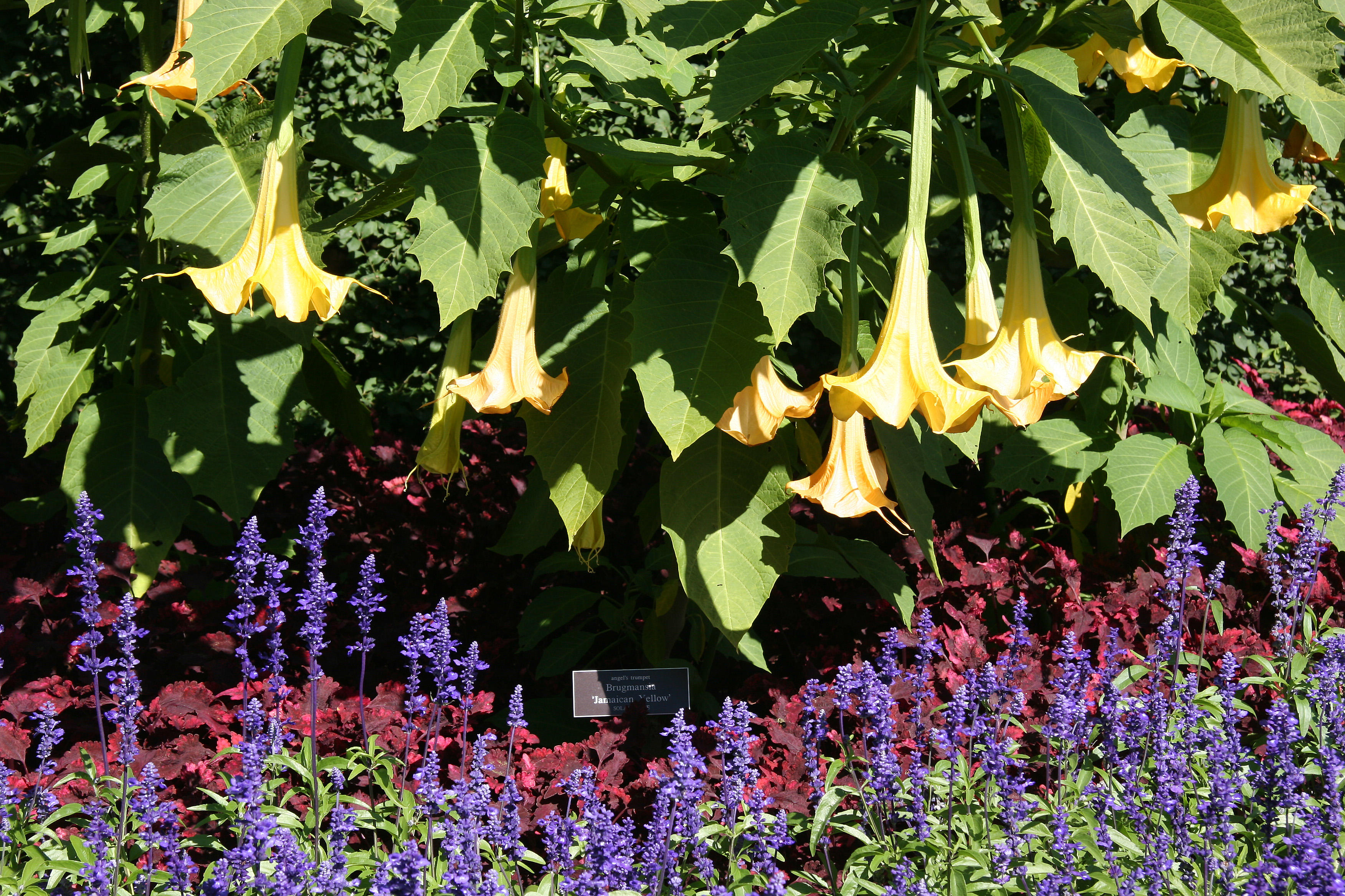 Brugmansia or Angel Trumpets - Conservatory Gardens