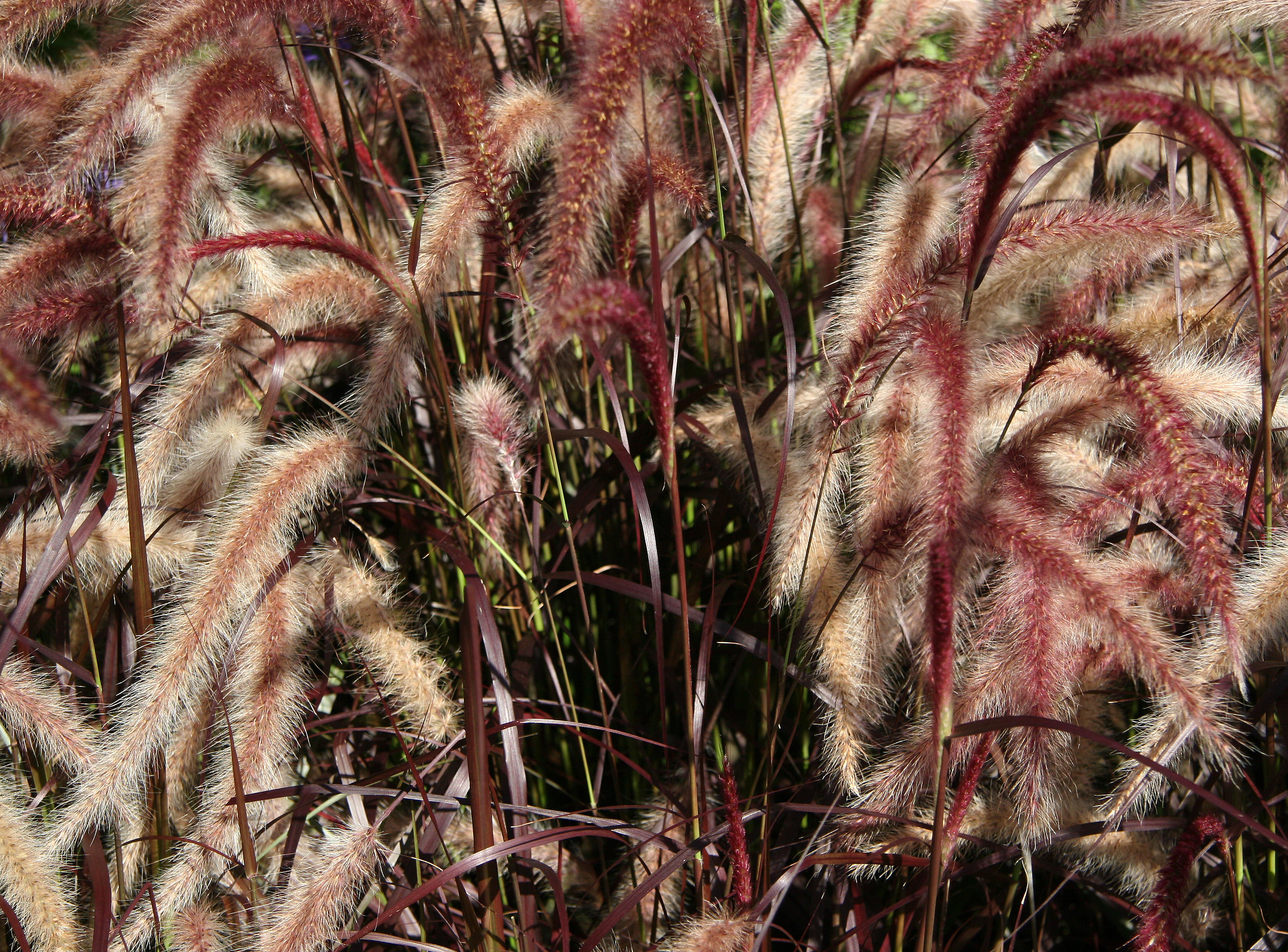 Grass - Conservatory Gardens