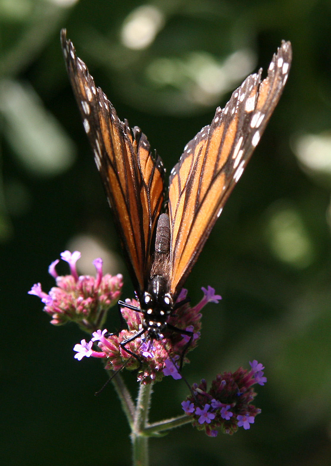Monarch - Conservatory Gardens