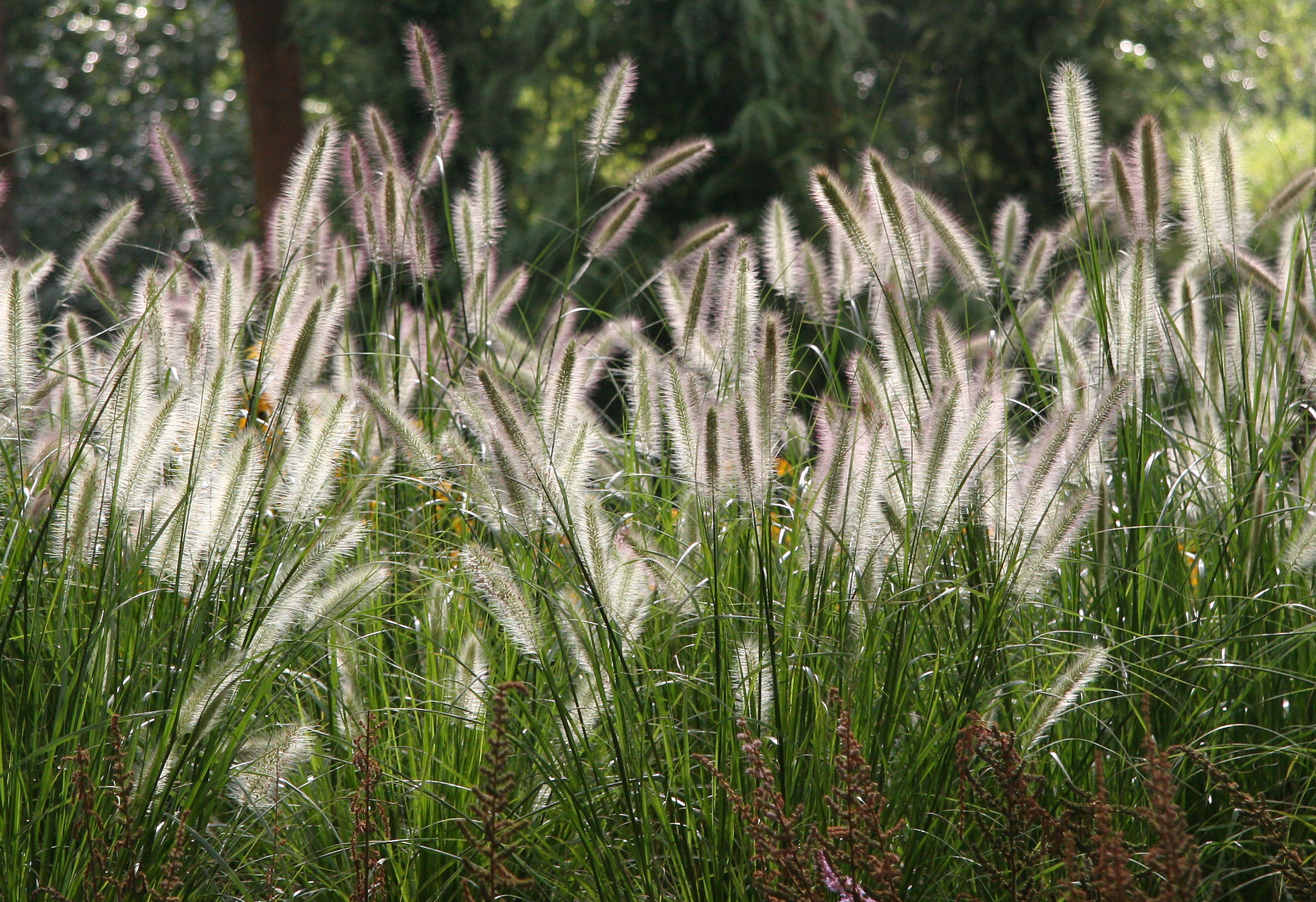 Summer Grass