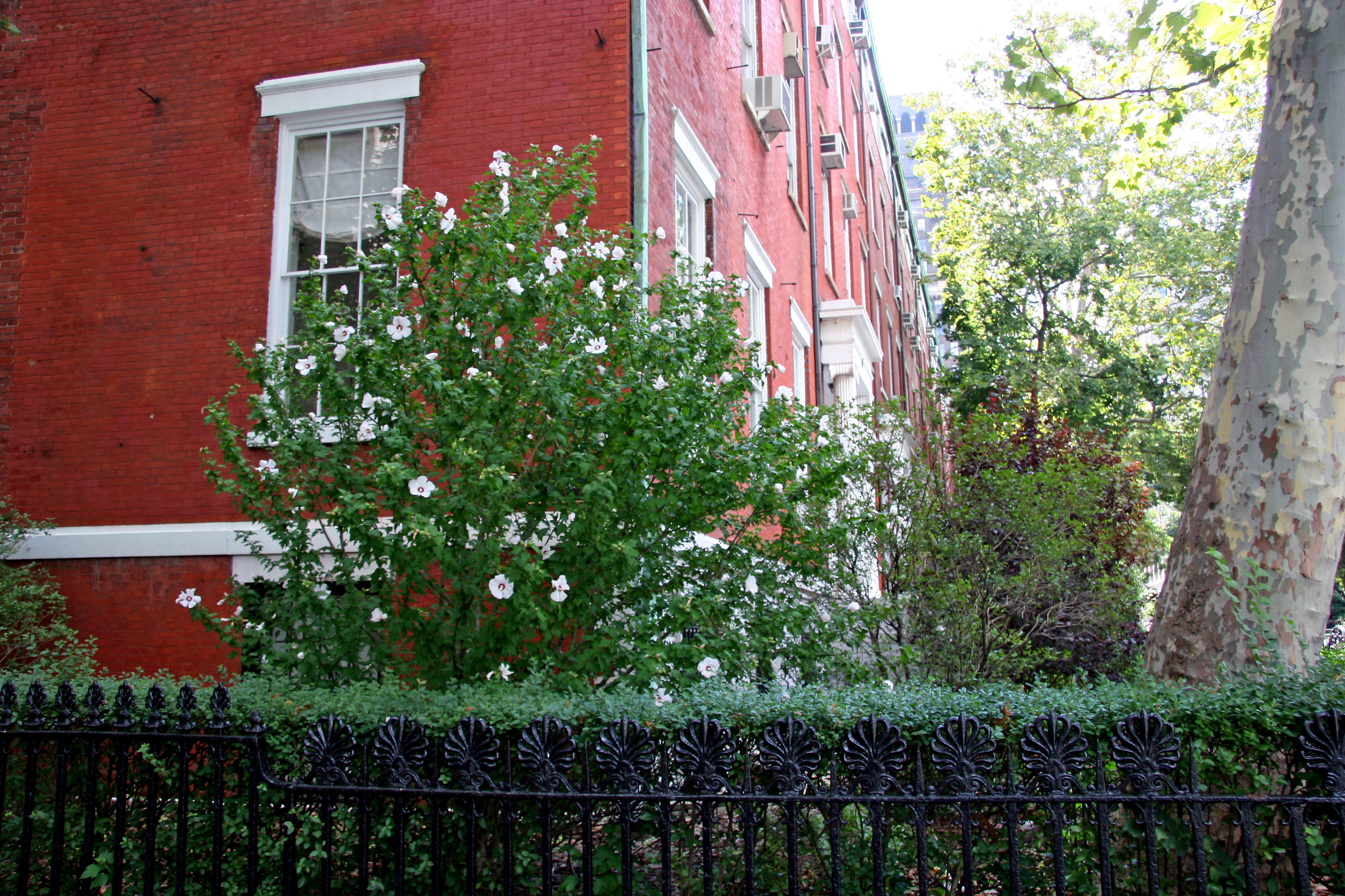Hibisbus Bush