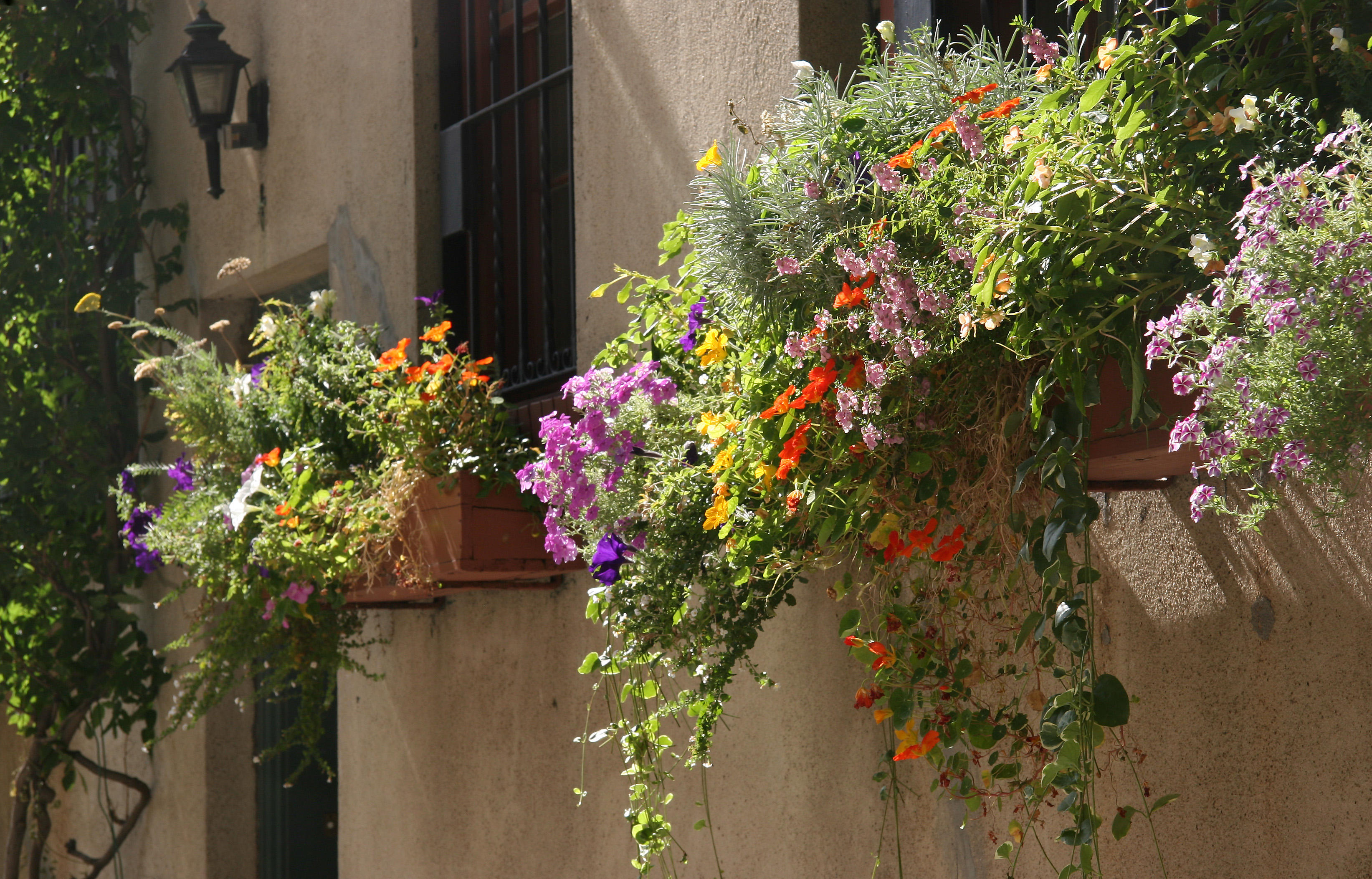 Window Flower Boxes