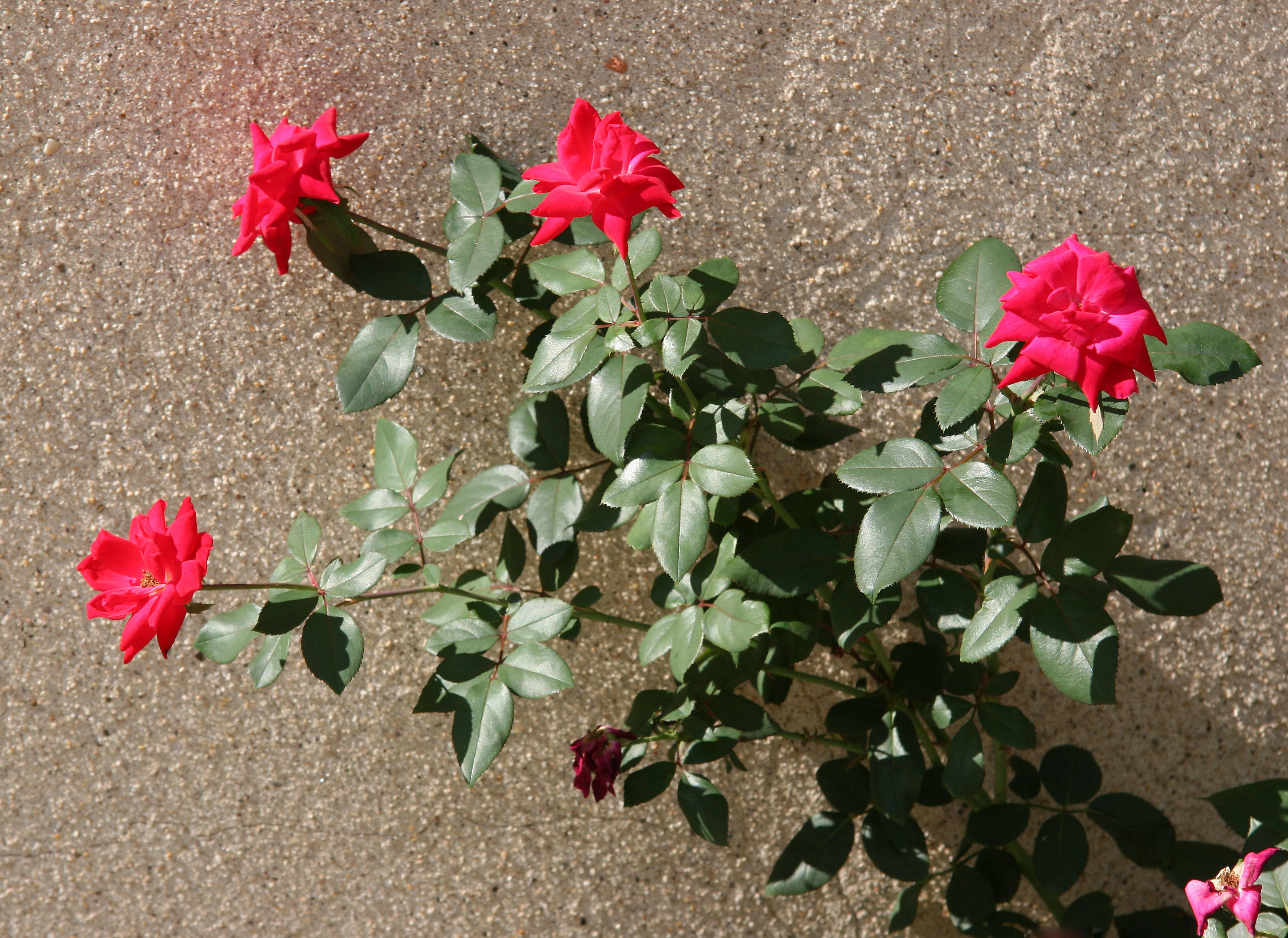 Roses