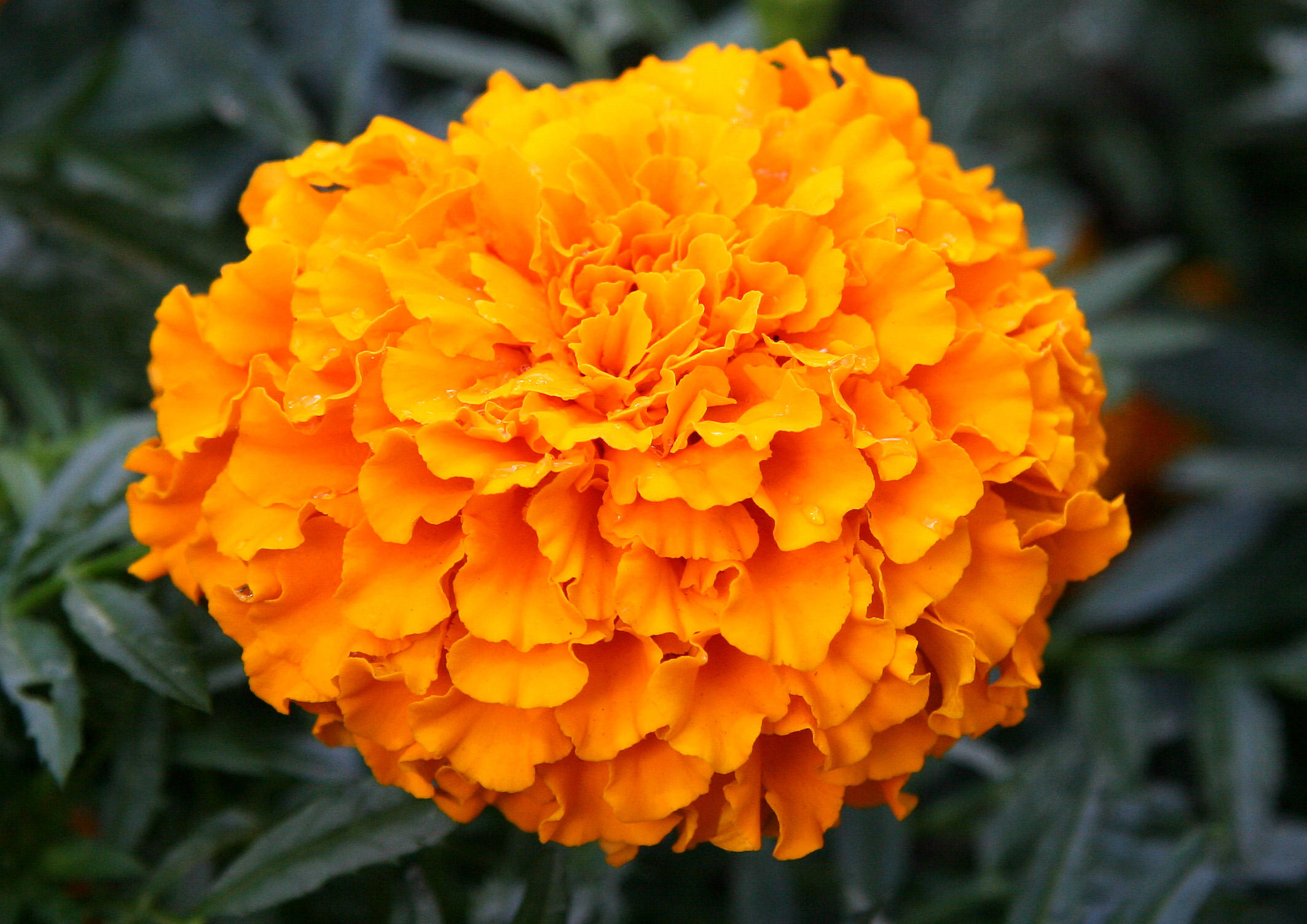 Marigold Blossom