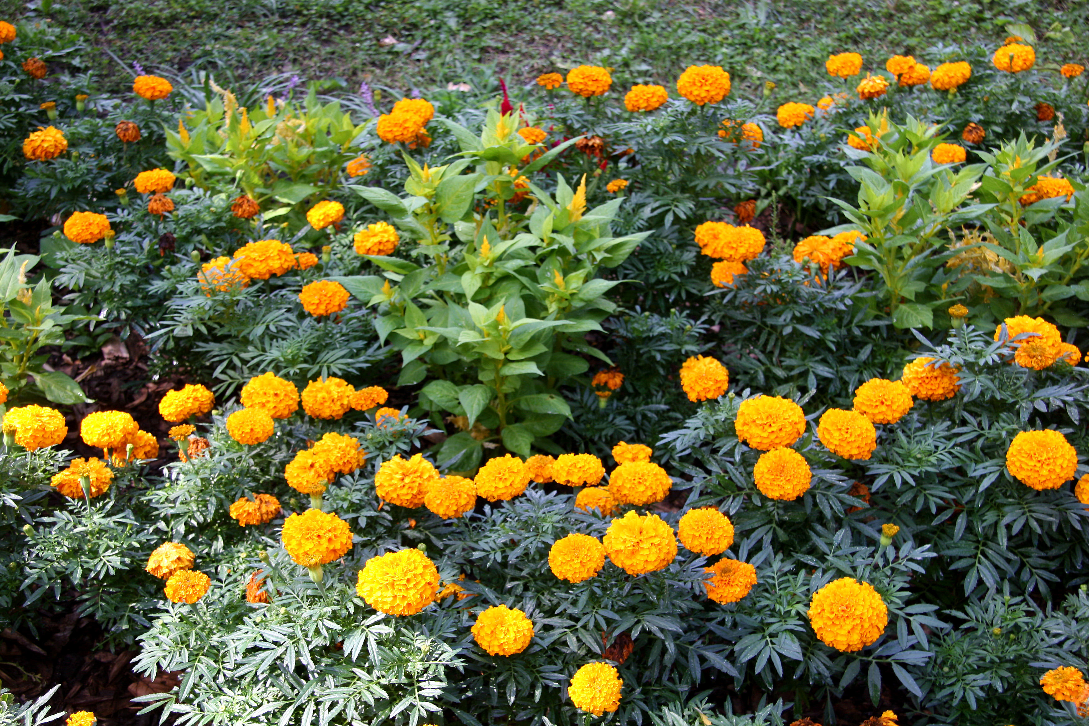 Marigolds