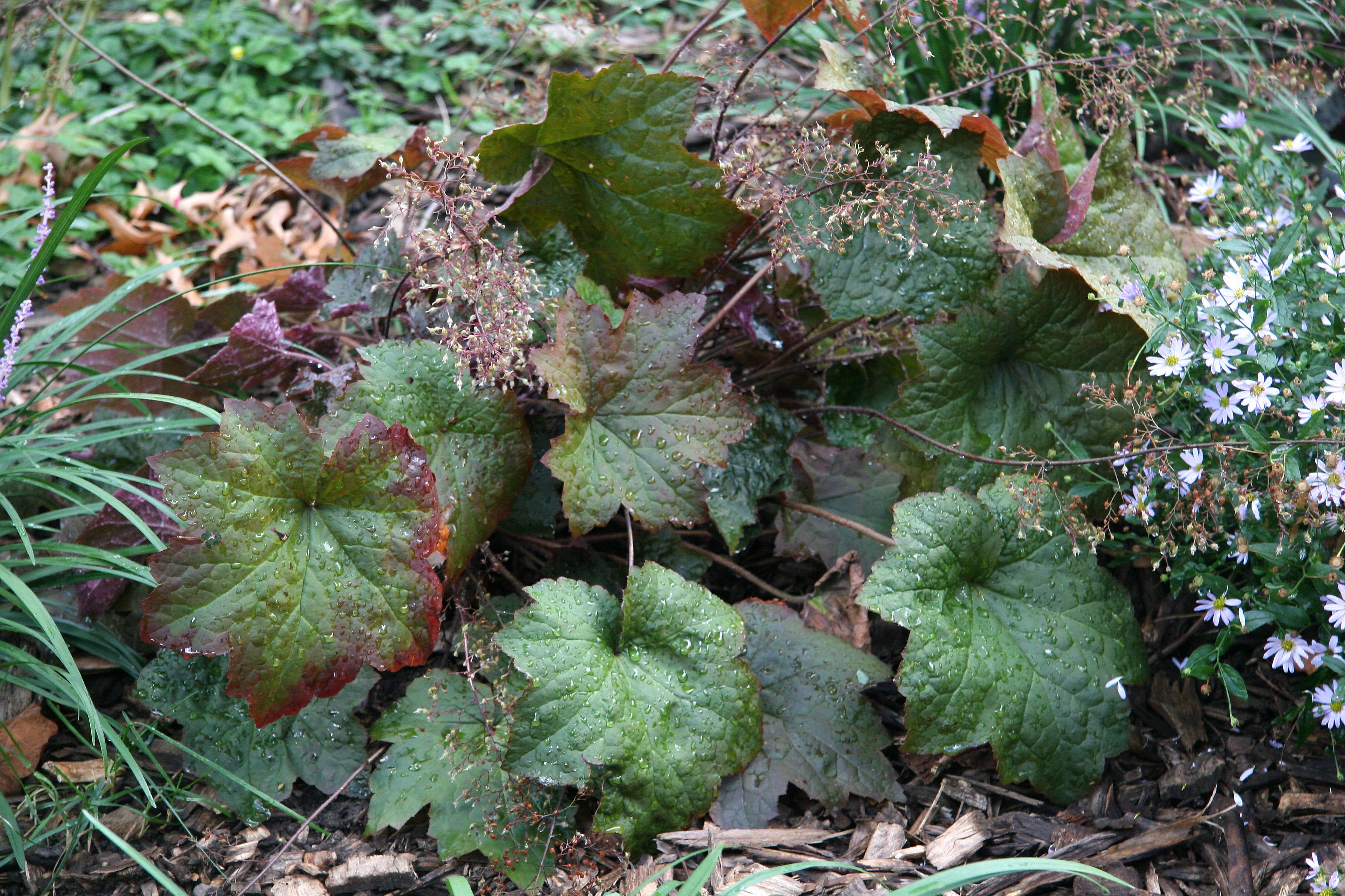 Coral Bell Foliage