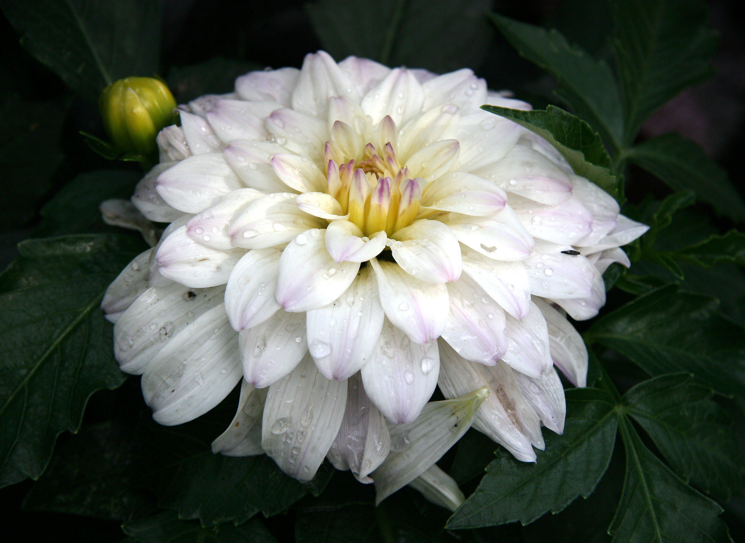 White Dahlia