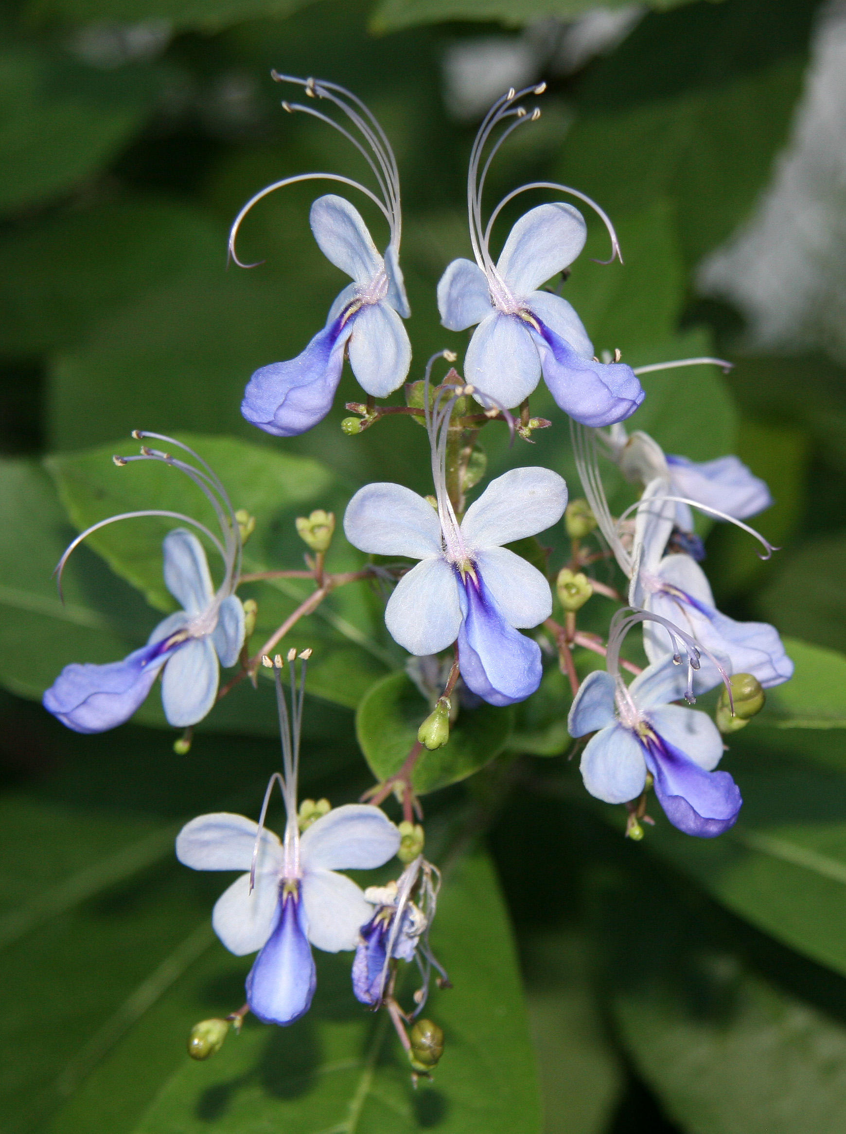 Clerodendrum Ugandense Blossoms