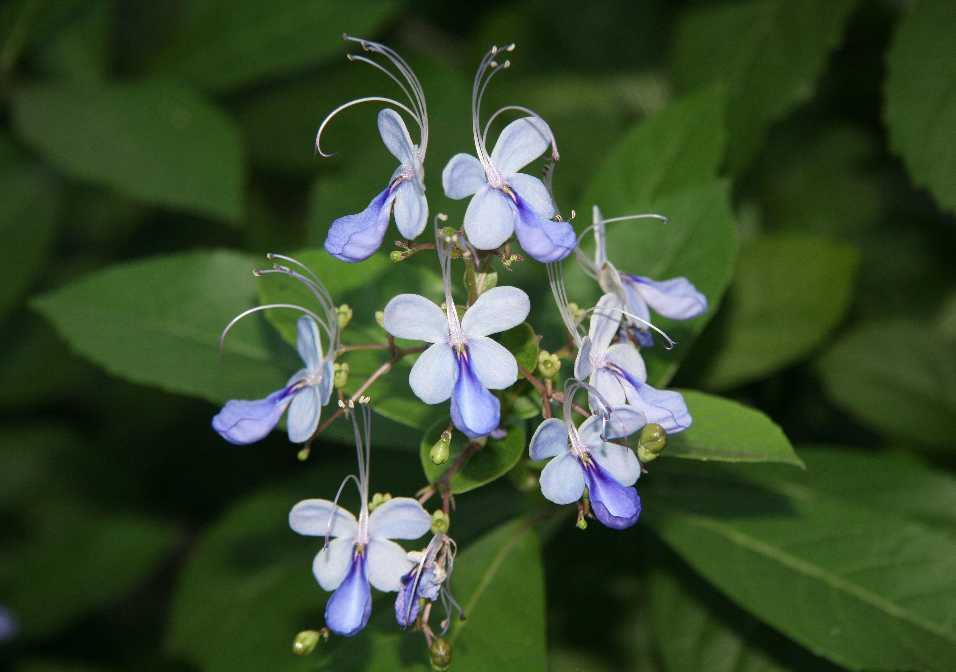 Clerodendrum Ugandense Blossoms