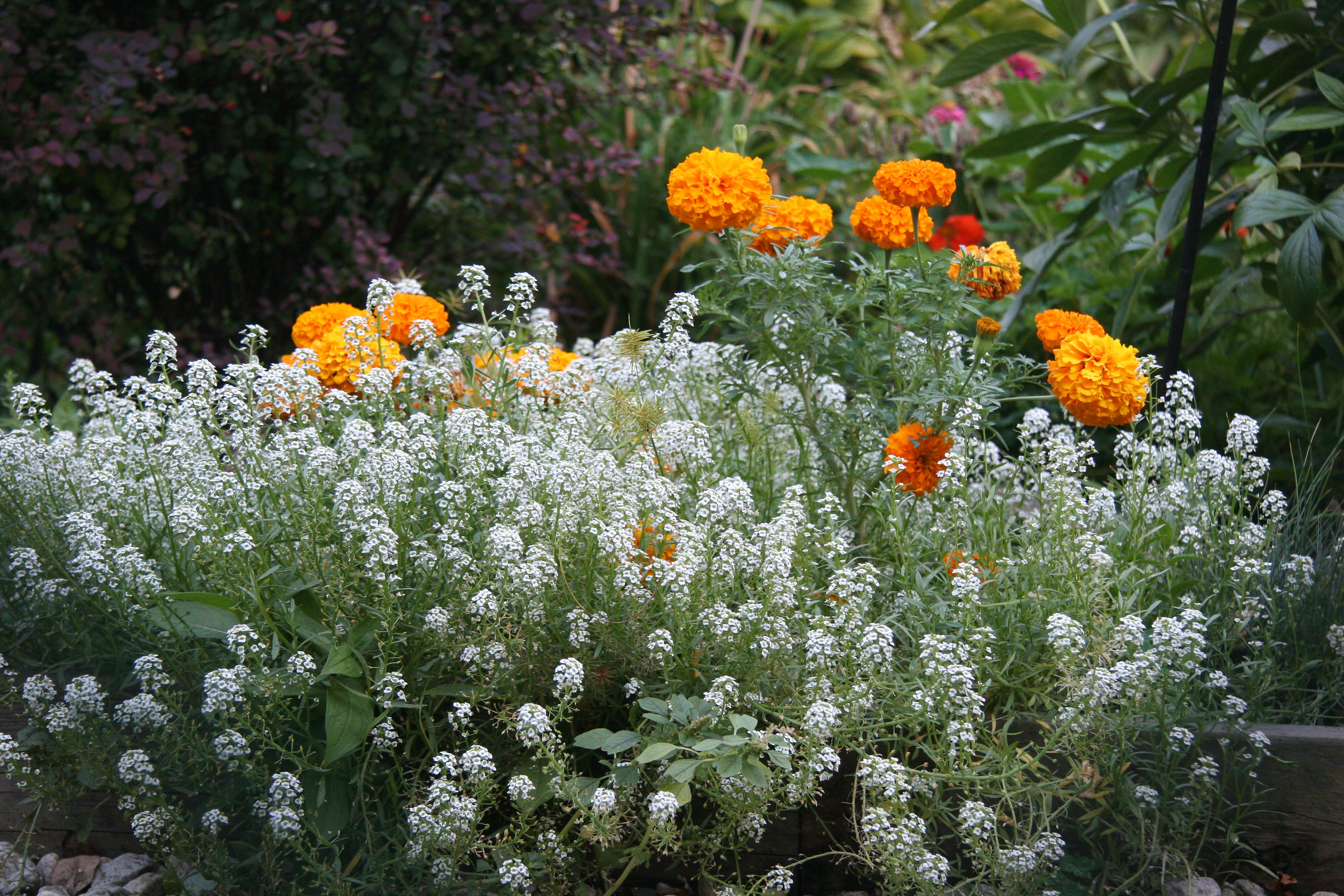 Alyssum & Marigolds