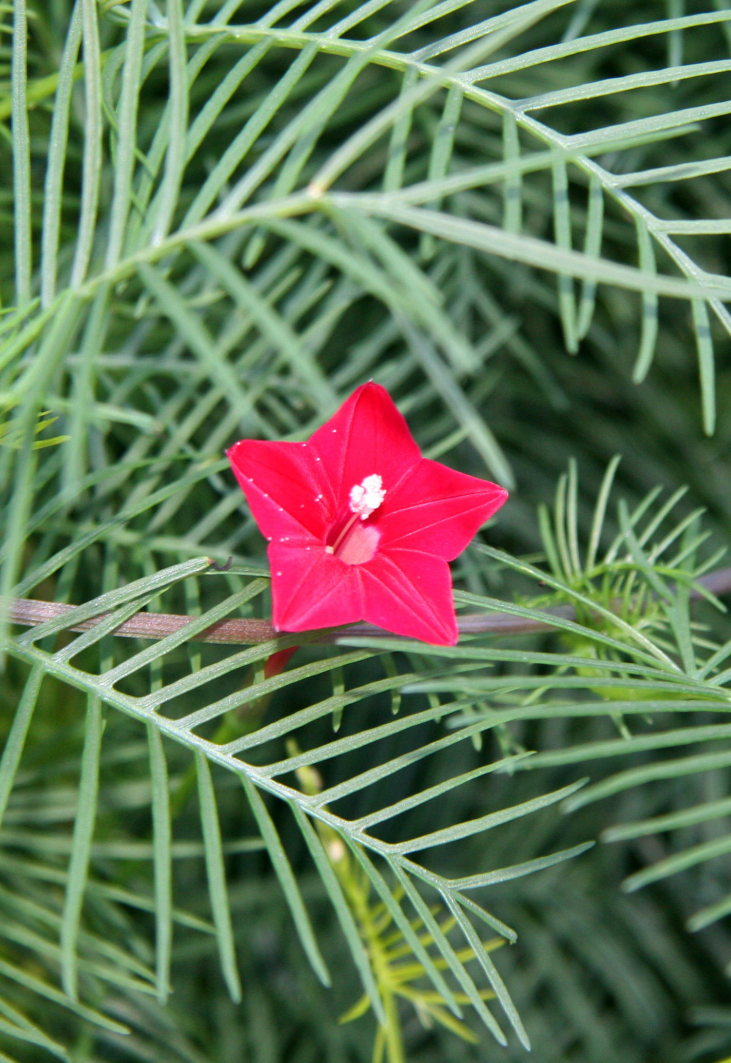 Ipomoea quamoclit or Cypress Vine Cardinal Climber