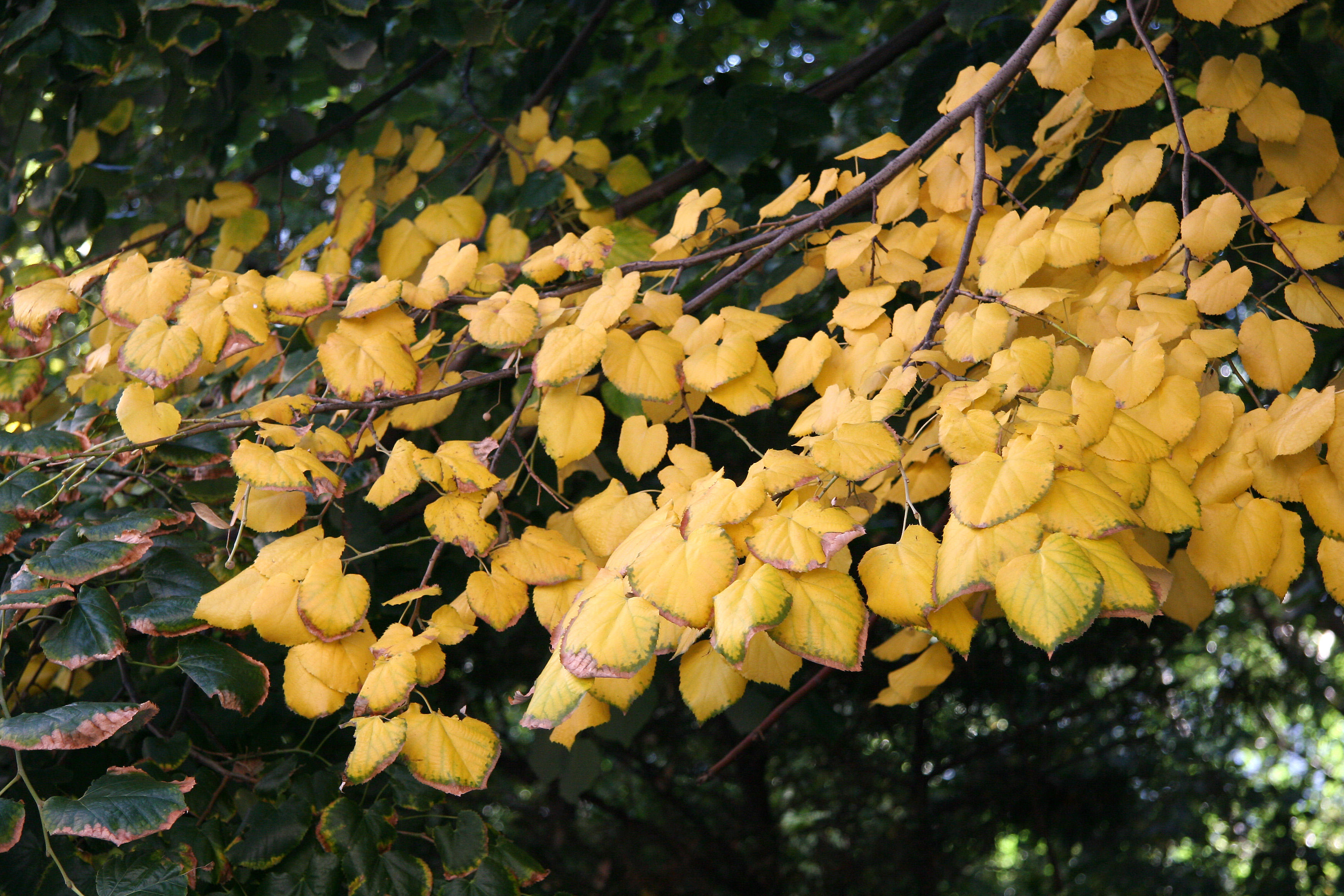 Linden Tree Foliage