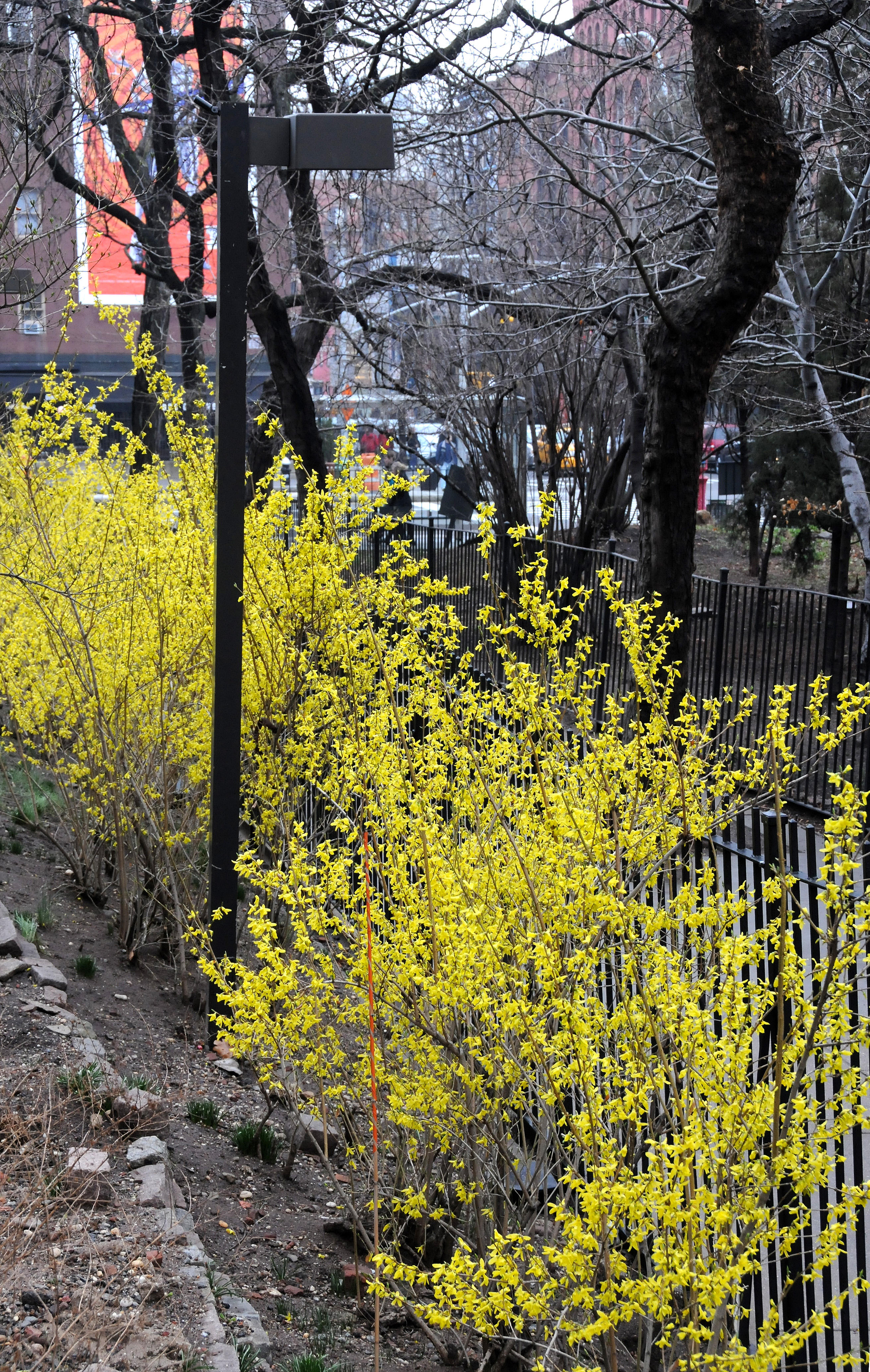 Forsythia in Bloom