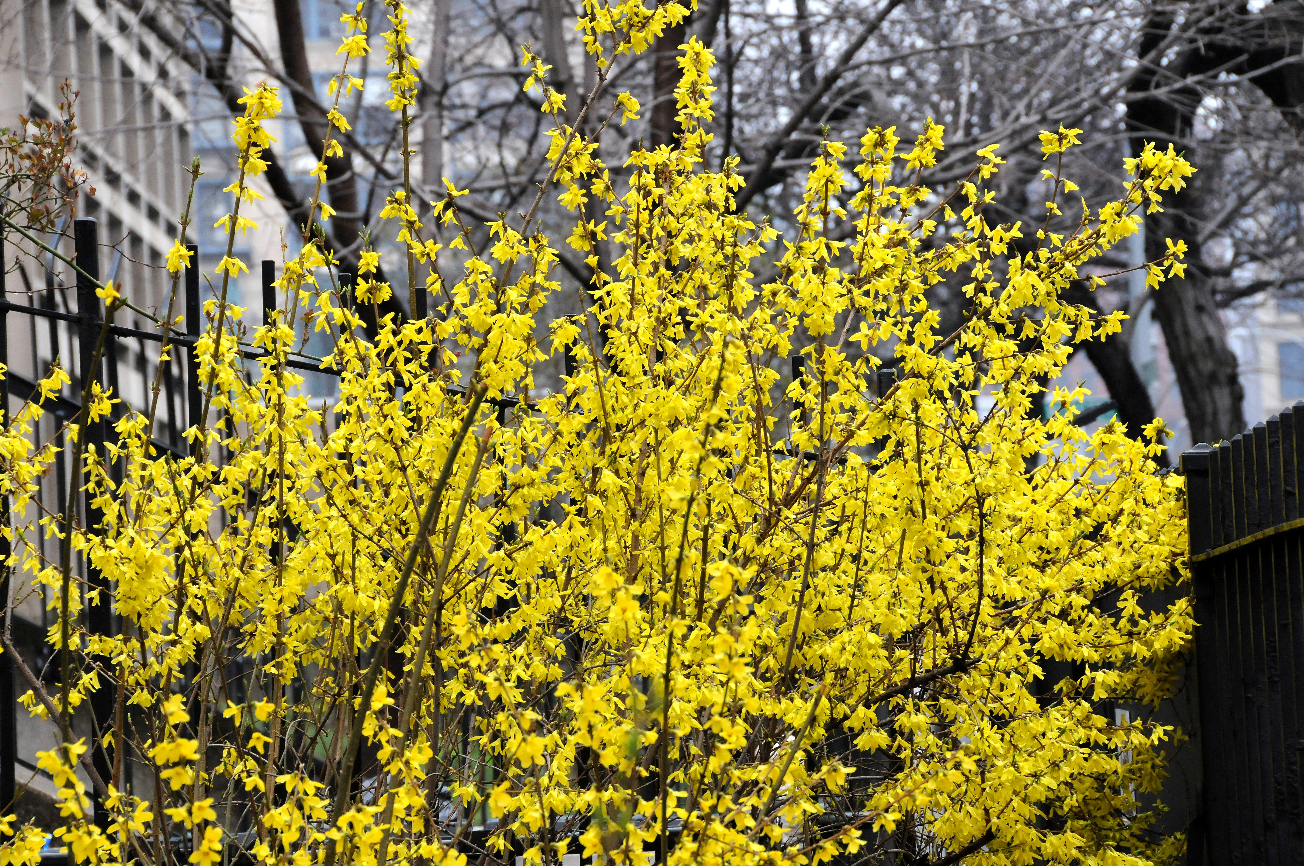 Forsythia in Bloom