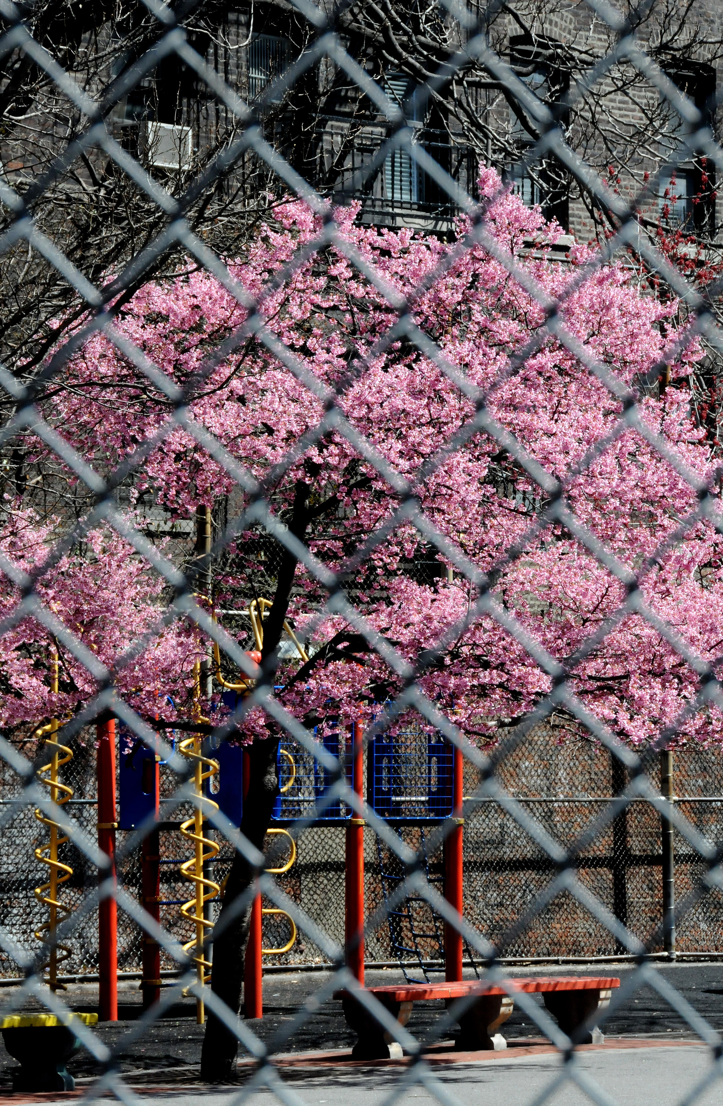 Prunus Tree Blossoms at P.S. 41 Playground